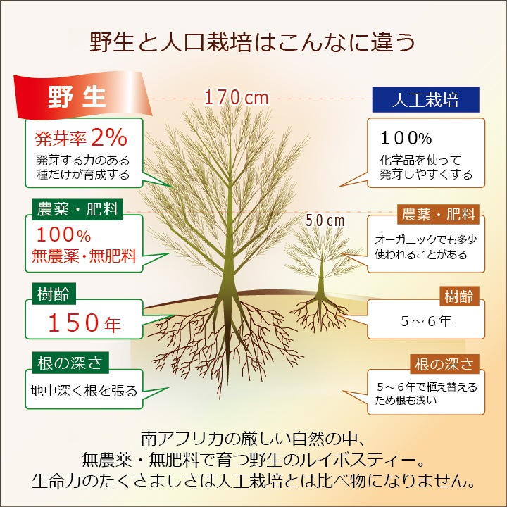 【2袋以上で送料無料】「野生ロイボス」 (3.5g×30包) 1.8Ｌ用(煮出し) ノンカフェイン 無農薬 天然 無添加 無香料 ティーバッグ 野生 ルイボスティー rooibos 南アフリカの大自然が育んだ、天然ミネラルたっぷり、野生のルイボスティー。貴重な自生茶葉を100％使用