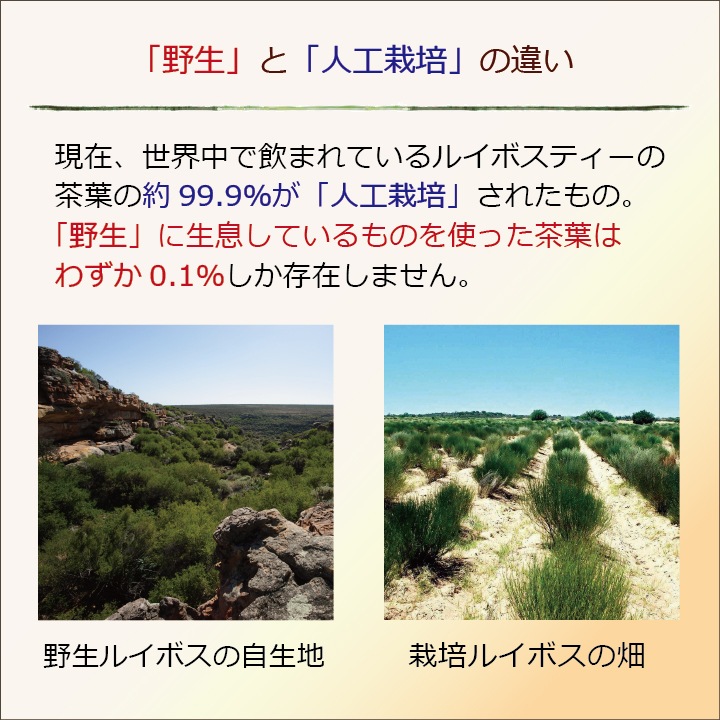 【2袋以上で送料無料】「野生ロイボス」 (3.5g×30包) 1.8Ｌ用(煮出し) ノンカフェイン 無農薬 天然 無添加 無香料 ティーバッグ 野生 ルイボスティー rooibos 南アフリカの大自然が育んだ、天然ミネラルたっぷり、野生のルイボスティー。貴重な自生茶葉を100％使用