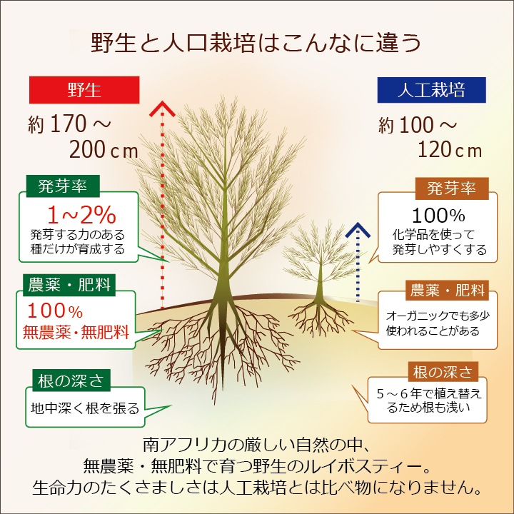 送料無料「野生ロイボス」５袋 150包 1.8Ｌ用(煮出し) ノンカフェイン 無農薬 天然 無添加 無香料 ティーバッグ 野生 ルイボスティー rooibos 南アフリカの大自然が育んだ、天然ミネラルたっぷり、野生のルイボスティー 貴重な自生茶葉を100％使用