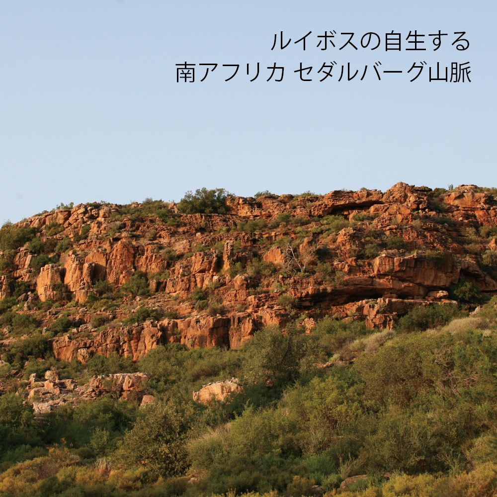 送料無料「野生ロイボス」５袋 150包 1.8Ｌ用(煮出し) ノンカフェイン 無農薬 天然 無添加 無香料 ティーバッグ 野生 ルイボスティー rooibos 南アフリカの大自然が育んだ、天然ミネラルたっぷり、野生のルイボスティー 貴重な自生茶葉を100％使用