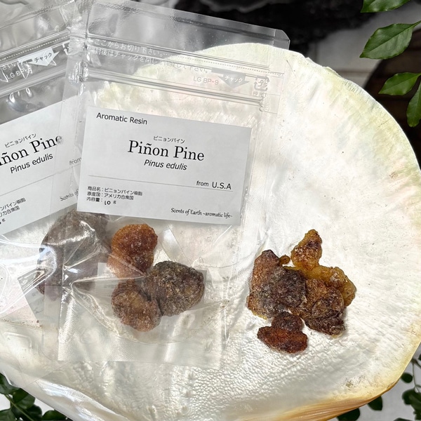 【樹脂】ピニョンパイン 10g