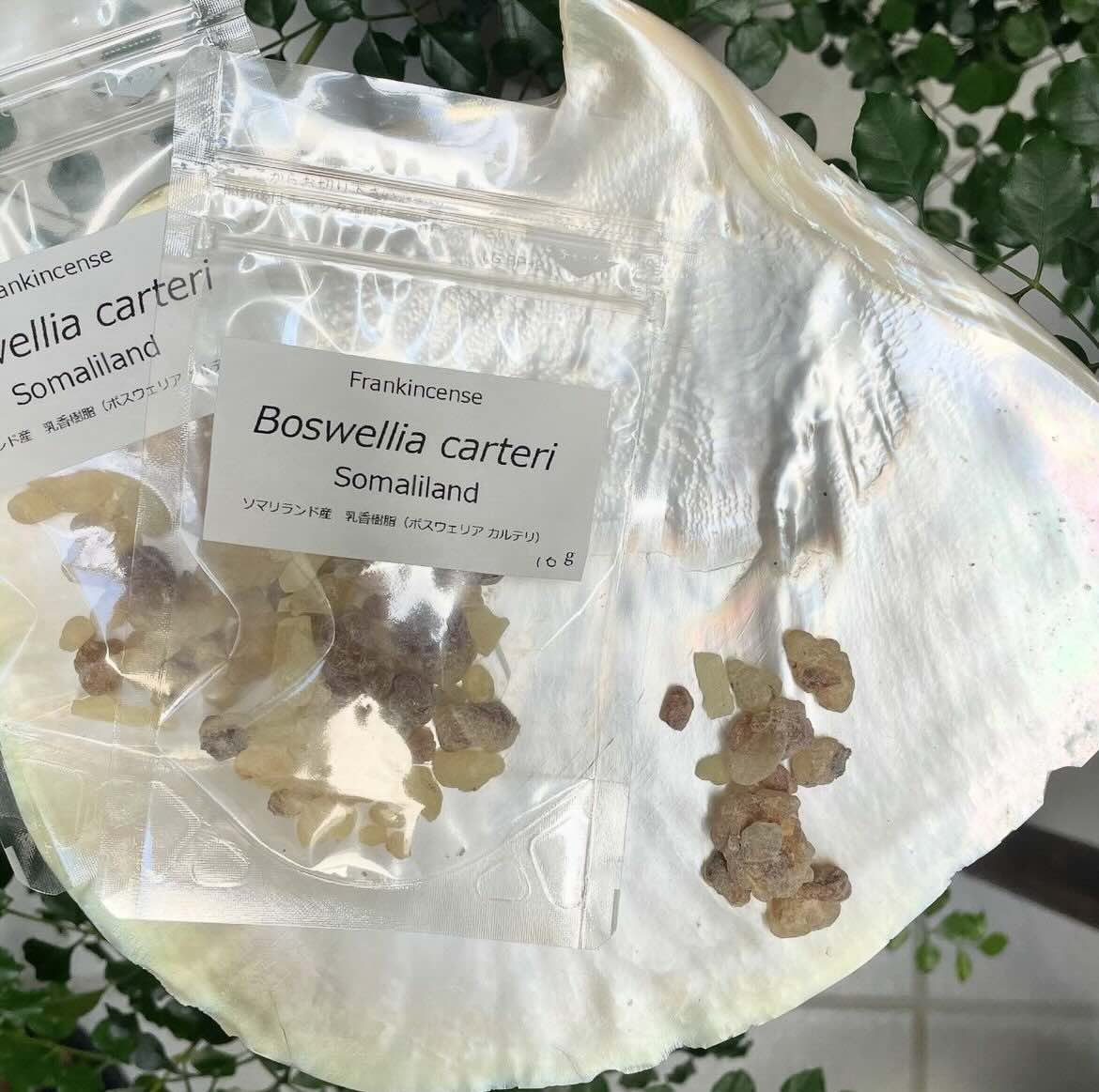 【樹脂】カルテリ　（フランキンセンス）　10g