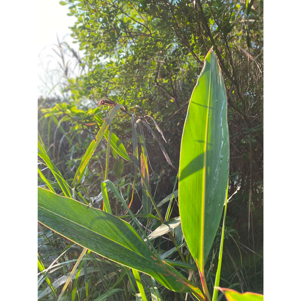 発酵月桃茶　Fermented Getto Tea