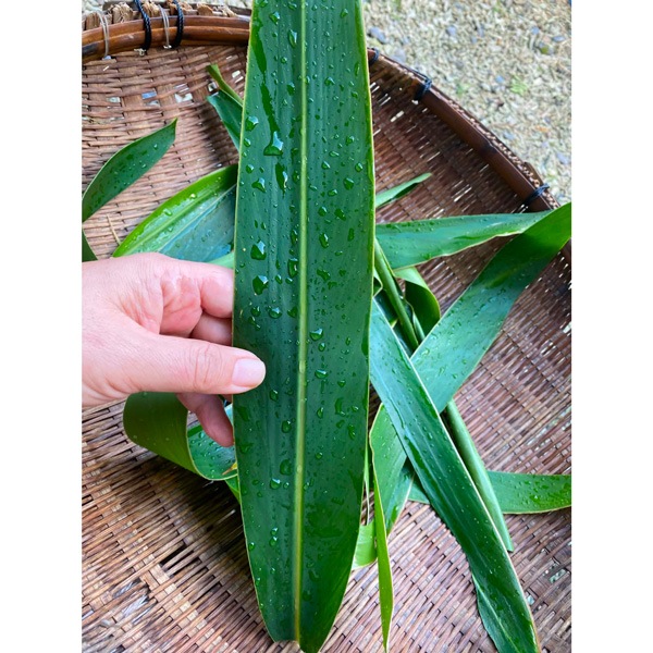 発酵月桃茶　Fermented Getto Tea