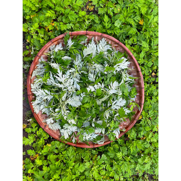 ヨモギオイル　Mugwort Oil