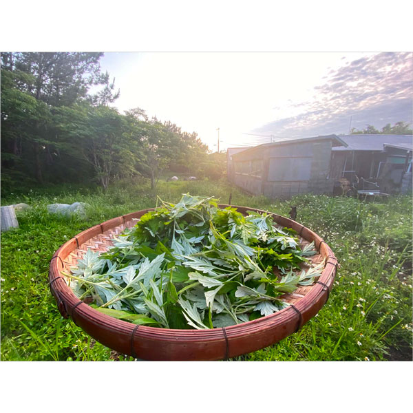 ヨモギオイル　Mugwort Oil