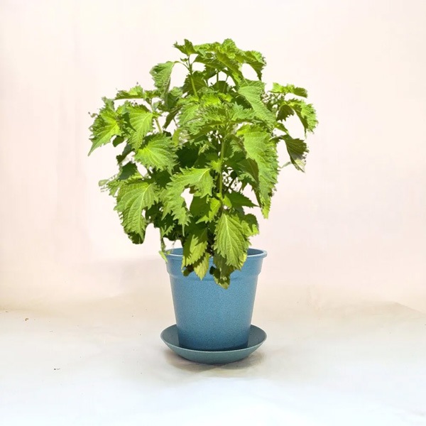 青しそ栽培キット／オンラインレッスン付き すべてオーガニックな栽培キット 和の薬味シリーズ