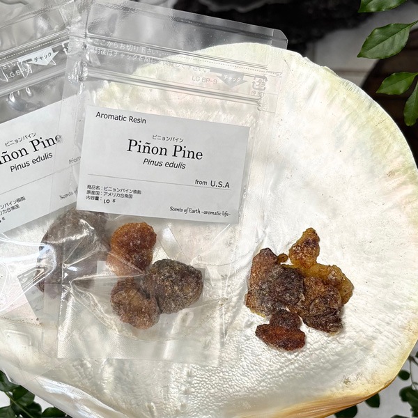 【樹脂】ピニョンパイン 10g