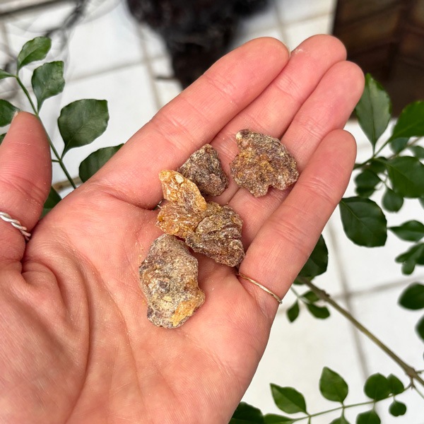 【樹脂】ピニョンパイン 10g