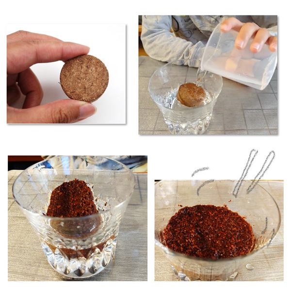 おうちでminiべジ ふくらむ土でスプラウト栽培／ブロッコリー