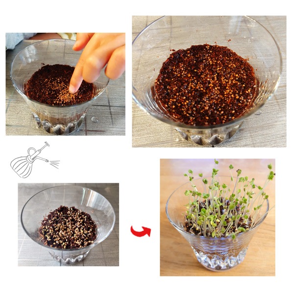 おうちでminiべジ ふくらむ土でスプラウト栽培／ブロッコリー