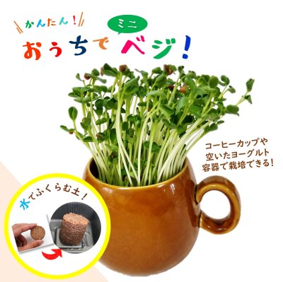 おうちでminiべジ ふくらむ土でスプラウト栽培／ブロッコリー