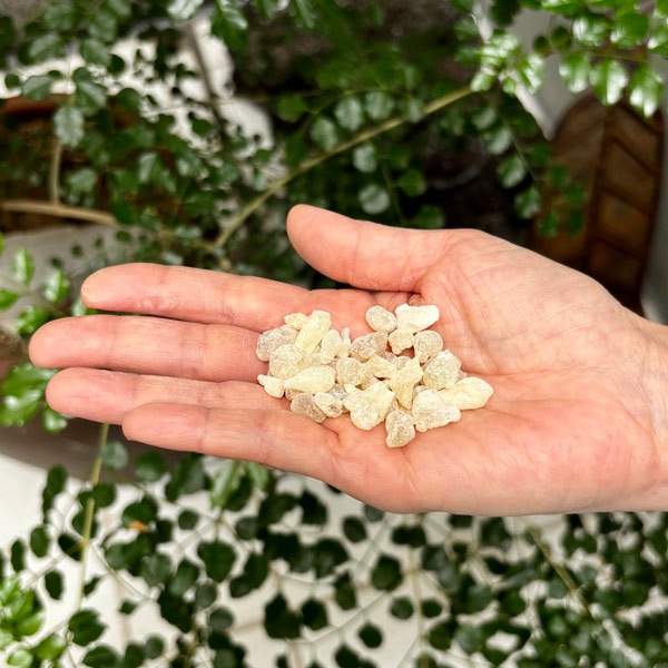 【樹脂】グリーンホジャリ・サクラ Sサイズ 小粒 (フランキンセンス) 10g