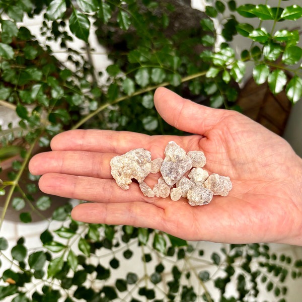 【樹脂】サクラ　(フランキンセンス) 10g