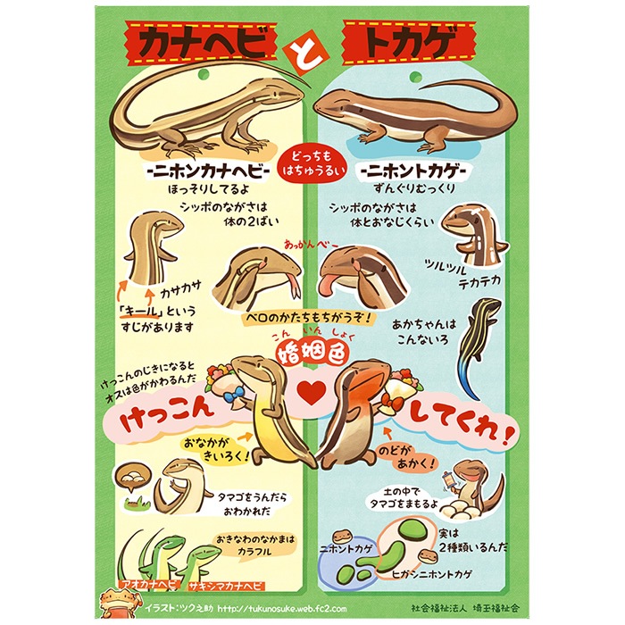 2501-3022）赤木かん子ポスター 爬虫類A1ポスター「カナヘビと