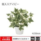 �����޿͹���ʪ�������ꥢ���ӡ� W220��D220��H230mm����webshop̤�б������䤤��碌������