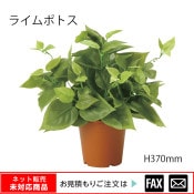 �����޿͹���ʪ���饤��ݥȥ� W400��D350��H370mm����webshop̤�б������䤤��碌������