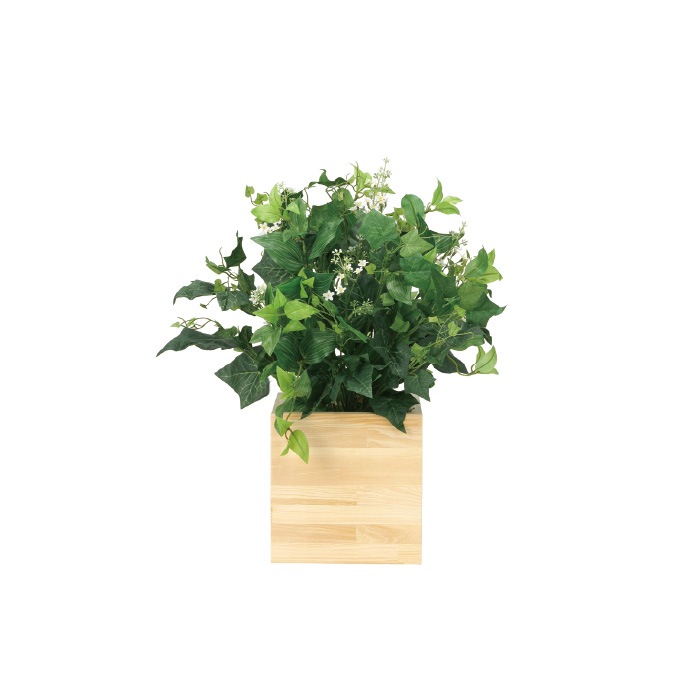 ���åɥܥå������ˡ��ե��������꡼�󡡸����޿͹����տ�ʪ