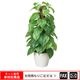 �����޿͹���ʪ�ե�å���ݡ���ݥȥ�����webshop̤�б������䤤��碌������