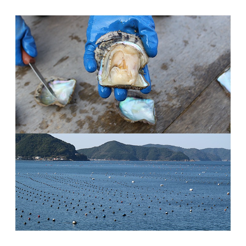 ��47��OFF�� �ּ���� �ܿ���2�����å� Ϣ�ͥå��쥹��K14WG�ԥ���  ��Ȣ�� JGL�ּ���̽��ա�7.0-9.0mm��