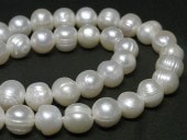 øѡ ݥƥ ۥ磻 1011mm Ϣ (ø忿) ӡ ѥȡ  ꡼ѡ