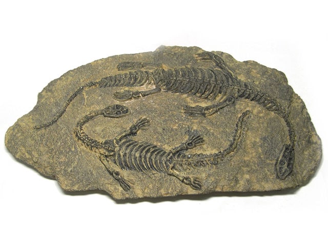 化石 レプリカ レリーフ 恐竜 2頭 インテリア 置物 骨格標本