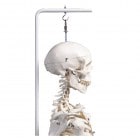 ���ʥ�ǥ��ɸ�෿��A10/1���߲������͡�   186cm