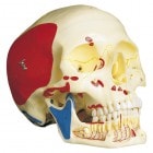 Ƭ�������ܳ�������3ʬ���ǥ�A22/1�ʶڿ�ɽ����