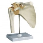 �����ԡ�ɨ��ɪ�����ǥ븪�����ǥ�A80   16��12��20cm