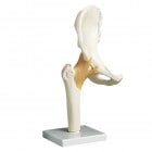 �����ԡ�ɨ��ɪ�����ǥ�Դ����ǥ�A81   17��12��33cm