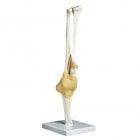 �����ԡ�ɨ��ɪ�����ǥ�ɪ�����ǥ�A83   12��12��39cm