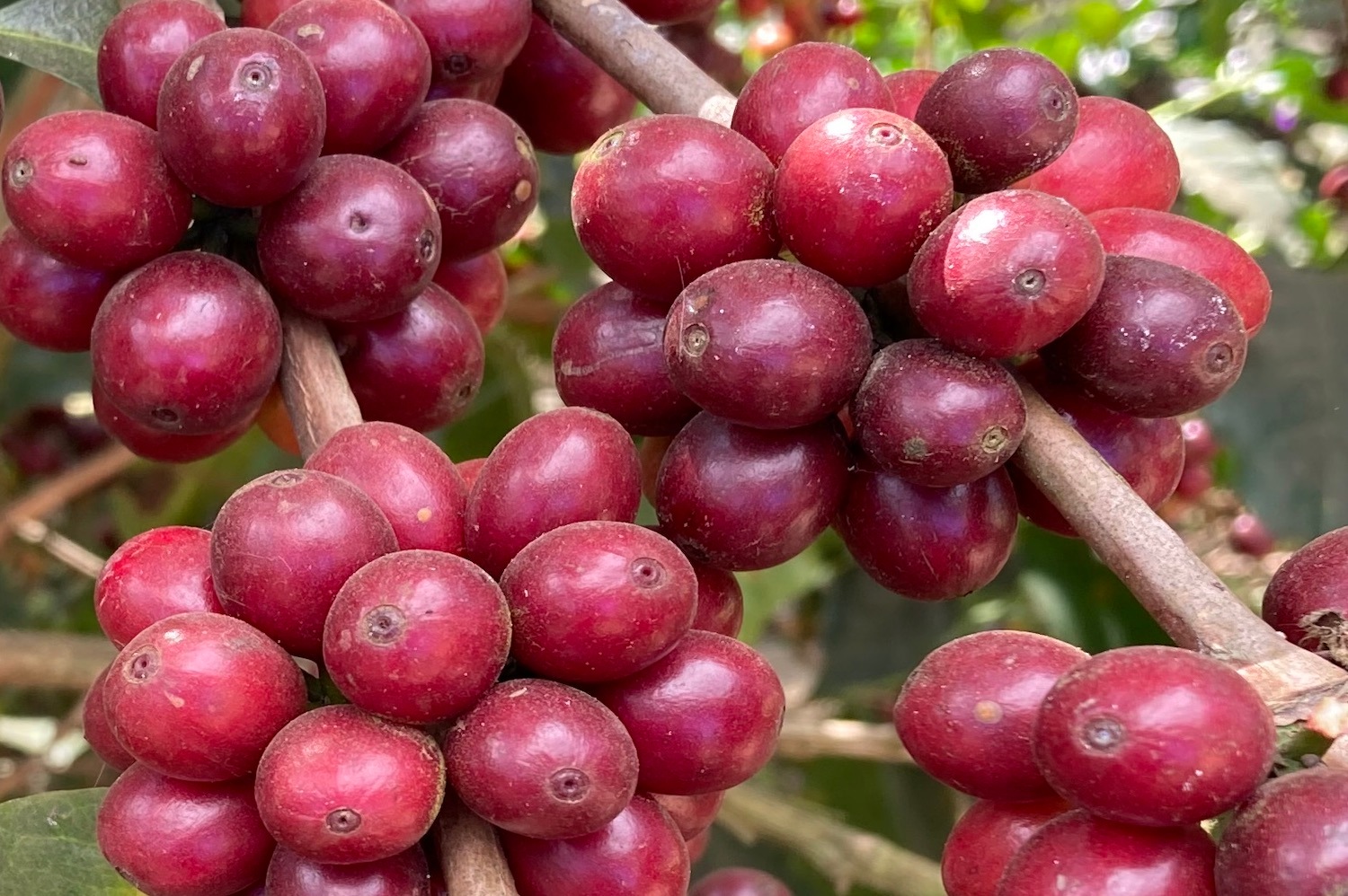 エルサルバドル シベリア ミディアムロースト(100g~300g)