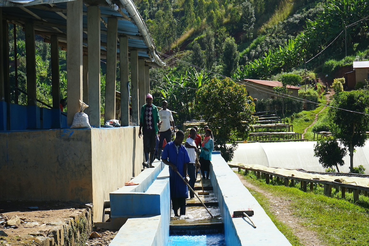 ルワンダ ニャマシェケ ミディアムロースト(100g~300g)