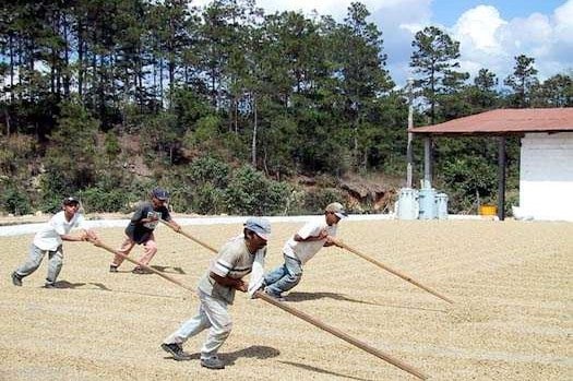 ホンジュラス マルカラ ハイロースト(100g~300g)