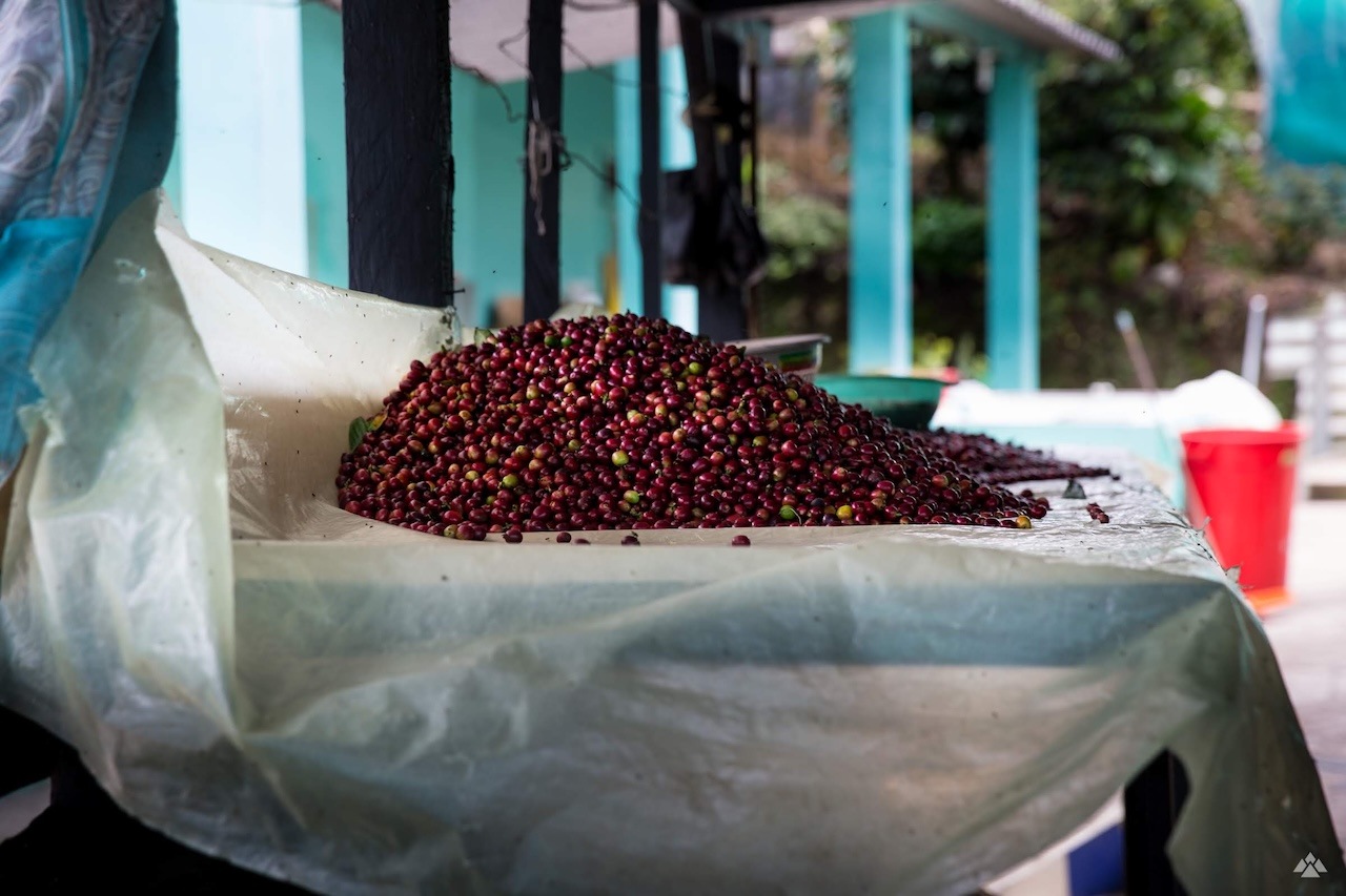 グアテマラ サンタロッサ シティロースト(100g~300g)