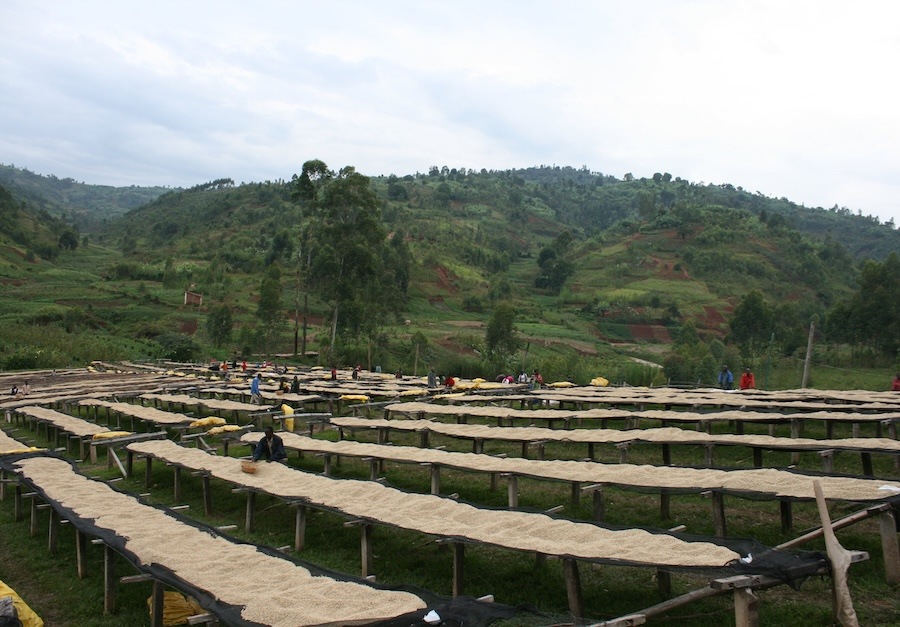 ブルンジ ルゴリ ミディアムロースト(100g~300g）