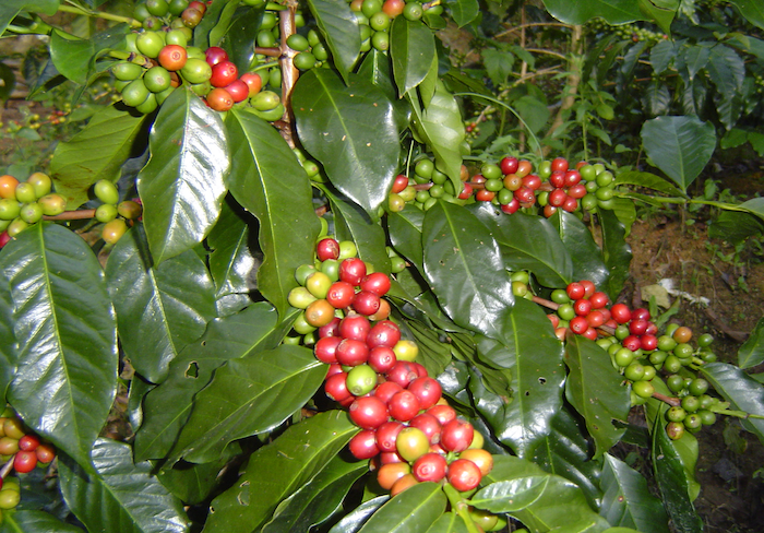 ベトナム ダラット ハイロースト(100g~300g）