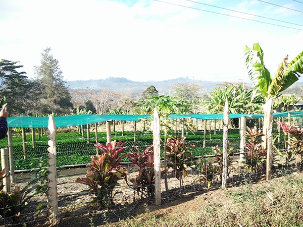 パプアニューギニア オカパ シティロースト(100g~300g）