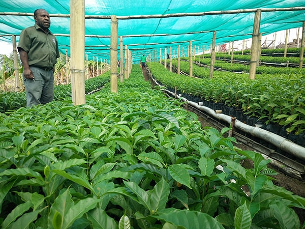 パプアニューギニア オカパ シティロースト(100g~300g）