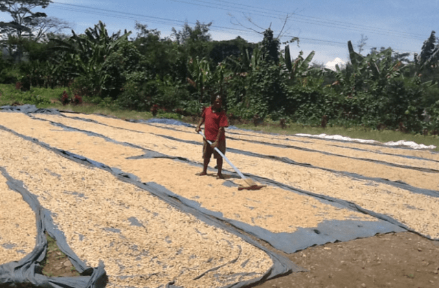 パプアニューギニア オカパ シティロースト(100g~300g）