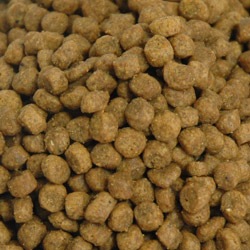 新鮮な食材 ナウフレッシュ グレインフリー キトン 1.36kg キャットフード NOW FRESH Grain Free【子猫/キャットフード/】