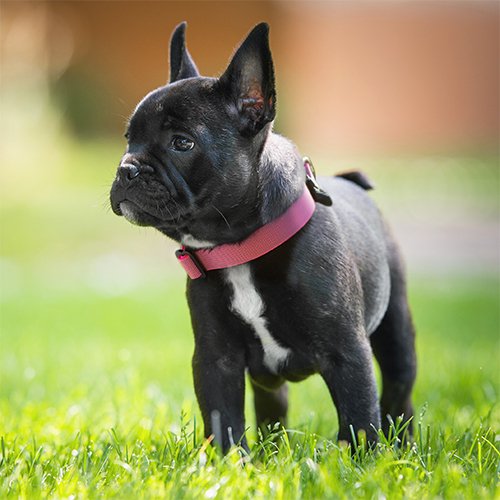 マーチンゲールカラー sleepypod Locking Martingale Collar Lサイズ 犬用 首輪 Dog 全4色【犬/首輪/】