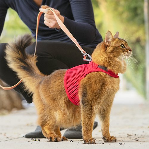 猫用ハーネス sleepypod Martingale キャットハーネス Mサイズ Cat Harness 全5色【猫/ハーネス/胴輪/】