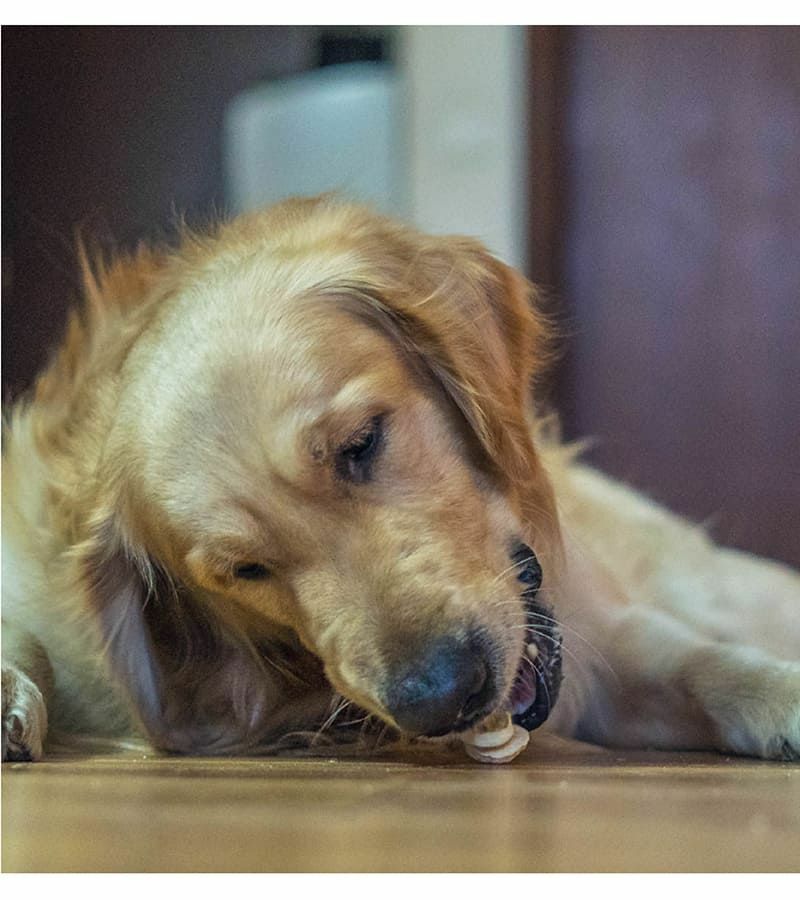 無添加おやつ 『ドッグシー』 クランチ<br>ドッグシークランチ バナナ 15g Dogsee 【犬/おやつ/チーズ】 犬のおやつ 無添加 フリーズドライ