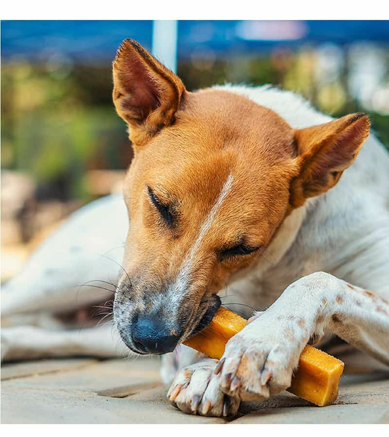 ヒマラヤ産 最高級チーズ<br>『ドッグシーチュウ』 ミディアムバー 100g<br>Dogsee ドッグシー チュー 【犬/おやつ/チーズ】 犬のおやつ チーズ デンタルケア 犬用ガム ガム 犬用