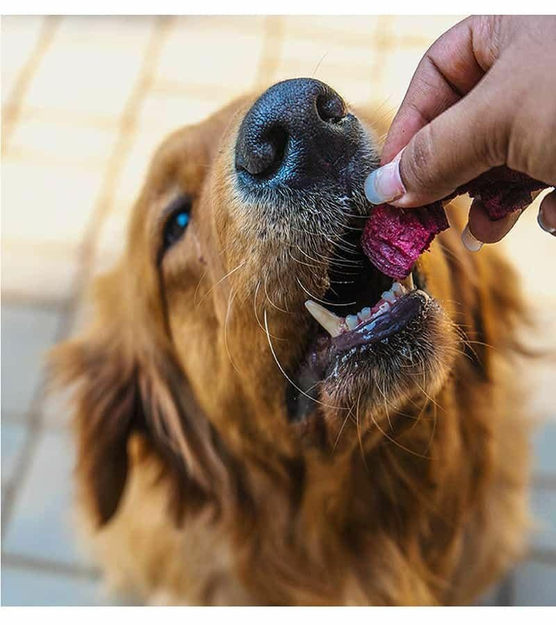 『ドッグシークランチ』 ビートルート 10g<br>犬のおやつ 無添加 Dogsee 犬 おやつ チーズ ペット ドッグフード ドックフード ペットフード フリーズドライ 犬用
