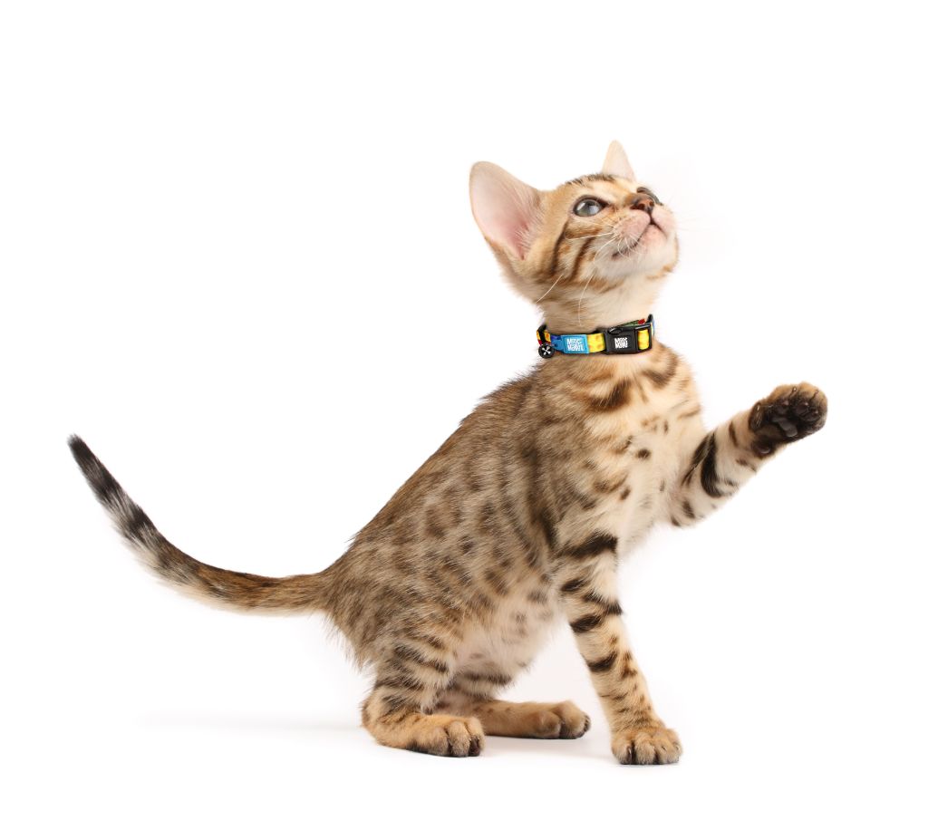 【メール便対応可】迷子札付き マックス&モーリー 猫首輪 リトルモンスター XSサイズ スマートID付【猫/首輪/迷子】