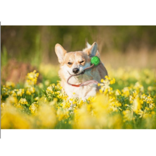 トレーニングに最適 Go Fetch!K-9 ボール Sサイズ 全2色【犬/おもちゃ/ボール】