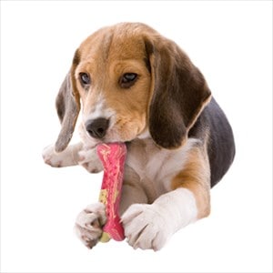 抗菌デンタルトーイ ドギーデント プラス ストリーム Mサイズ ビーフ【犬/おもちゃ/歯磨き】