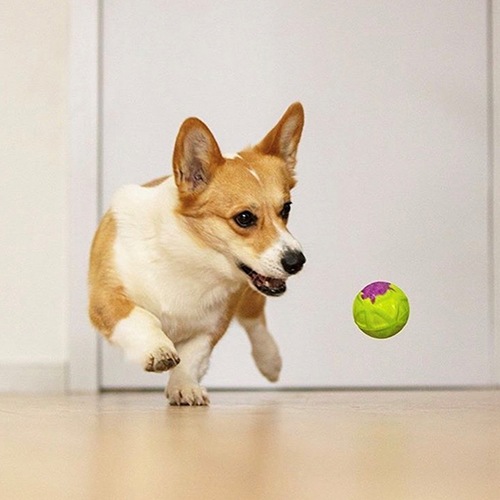 アウトドアシーンに最適のボール GiGwi G-フォーマー ボール 全2 色【犬/おもちゃ/ボール】